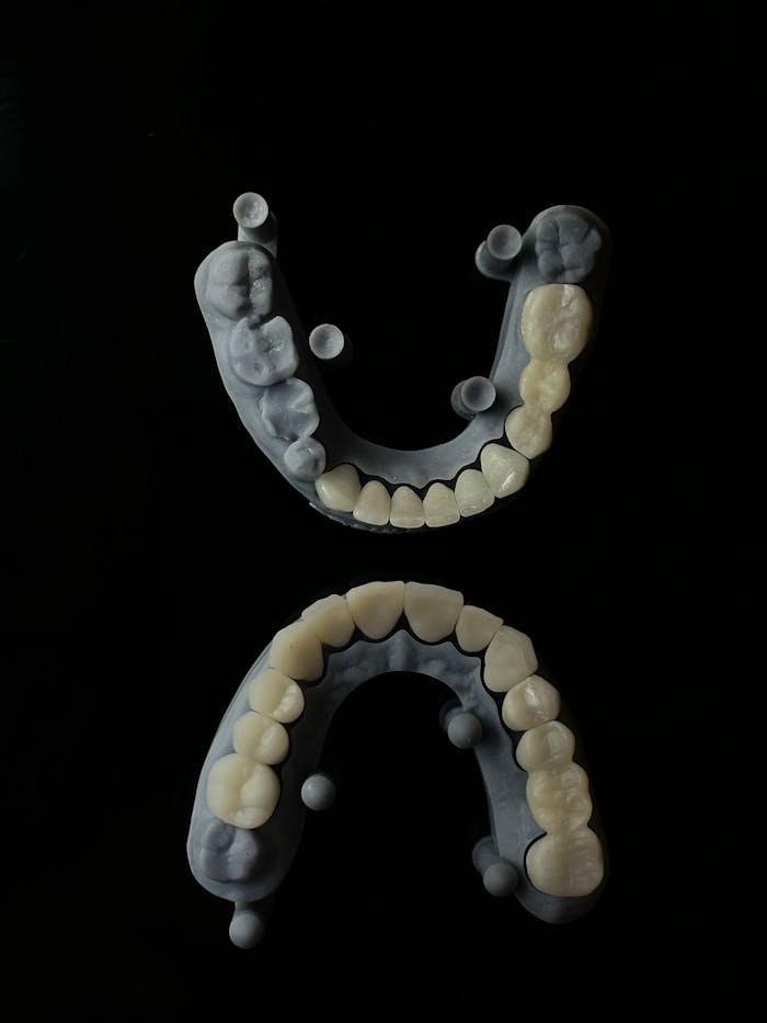 High-quality 3D printed dental models showcasing precision and detail.